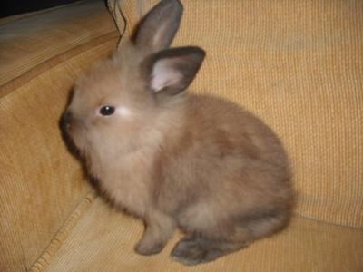 Mini Coelho LION HEAD