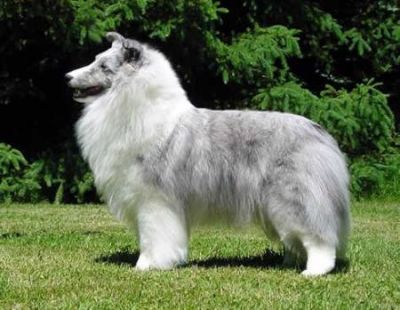 Pastor de shetland, Magníficos Filhotes  R$2.000