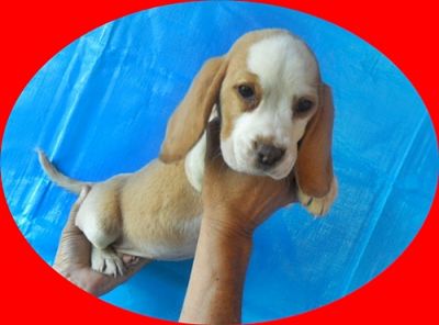 Beagle, filhotes com pedigree