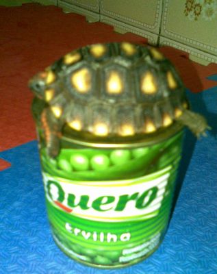 Casal de jabuti filhotes