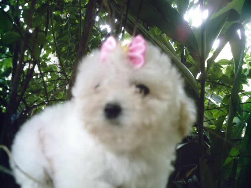 Filhotes Shih-tzu ; poodle ; yorkshire ; teckel ; bull terrier ; bulldog frances