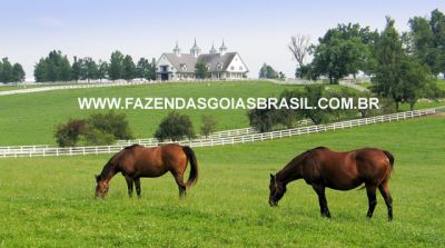 FAZENDAS A VENDA MUNICÍPIO DE CRISTALINA-GO 