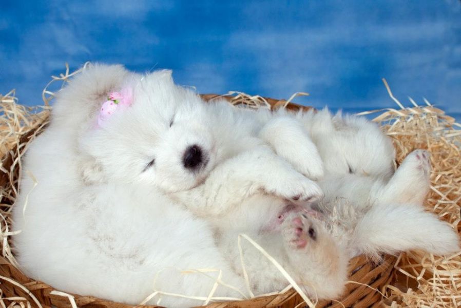 Samoieda - Lindos Filhotes Para Reserva