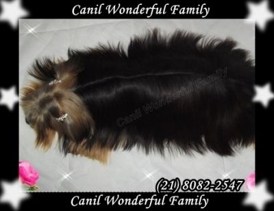 Yorkshire Excelente Padrão