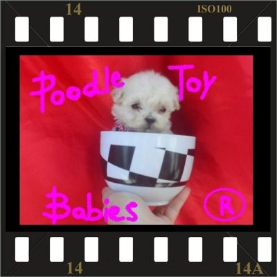 ** ESPECIALIZADO EM POODLES VERDADEIROS BIBELOS  POODLE MICRO E TOY LOVPUPPIES KENNEL (22)8805-9406 