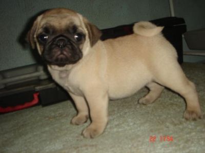 Pug Filhotes