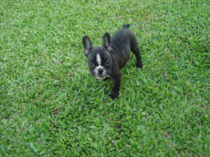 Bulldog frances lindos filhotes