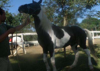 vendo lindo calavo Mangalarga com pelagem pampa 9 anos 