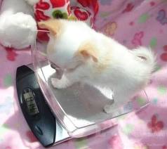 adorável micro t-copa chihuahua filhotes para adoção