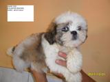 SHIH TZU E YORKSHIRE TERRIER, FILHOTES MACHOS COM PEDIGREE, BOM $