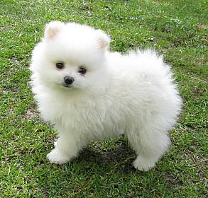 Doce branco leitoso pomeranian cachorros à procura de amor e carinho,