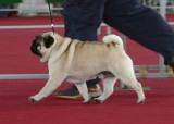 Filhotes de Pug, linhagem importada R$2.000