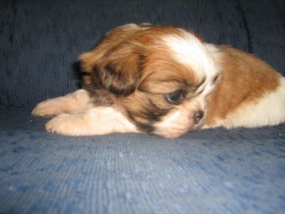 Vendo filhotes de cahorros da raça Shi Tzu