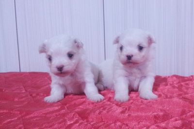 Lindos Filhotes de Maltês