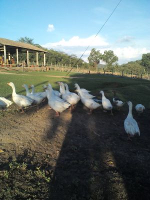 Gansos Baratos - Pra acabar