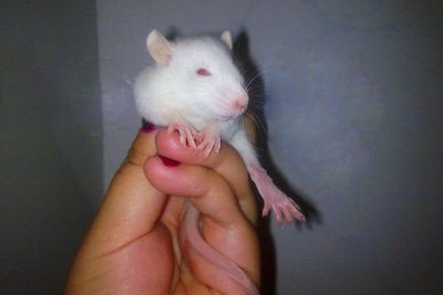 Vendo Ratos Twister.