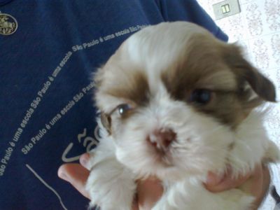 shih tzu disponivel para reserva 8599 7359 tim 