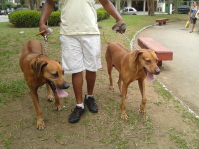 Adestramento inteligente de cães ( sem castigo)