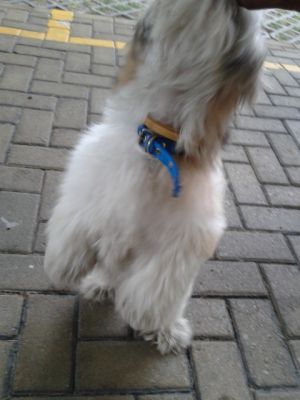 Adestramento inteligente de cães ( sem castigo)