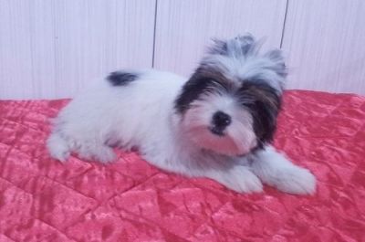 Biewer Yorkshire Terrier - Último Filhote