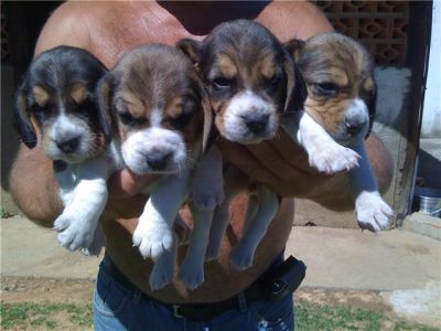 Beagle Mini 13 polegadas
