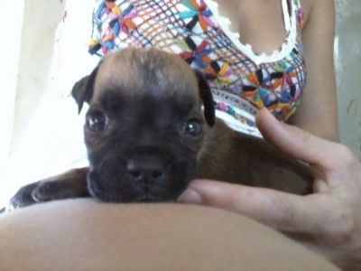 Filhotes de Boxer !!!