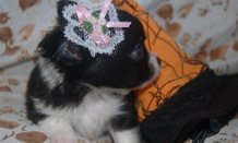 filhotes de Chihuahua para adopção.