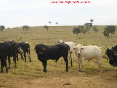  fazenda em divinopolis  mg 140 km de belo horizonte  344 há