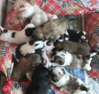 filhotes de yorkshire e shih tzu