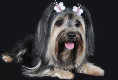 Photopets - Book para pets