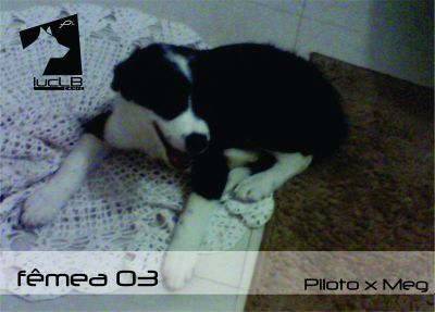 Vendo Filhotes Border Collie