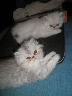 Filhotes de Persa Diaponíveis