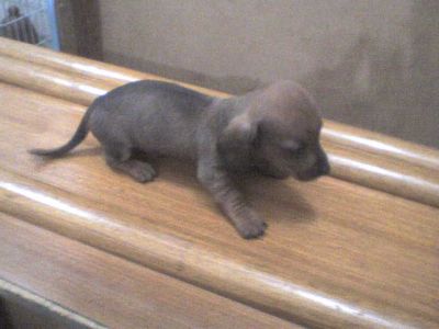 BASSET TECKEL EM 10X SEM JUROS NO CARTÃO