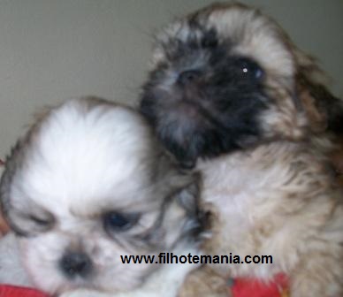 Pet Shop, Porto Alegre, tem, filhote, shih tzu,