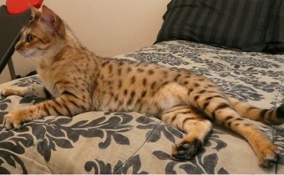 Casa levantou Cheetah, Leão de bebês, Serval e F1 para gatinhos F5 Savannah