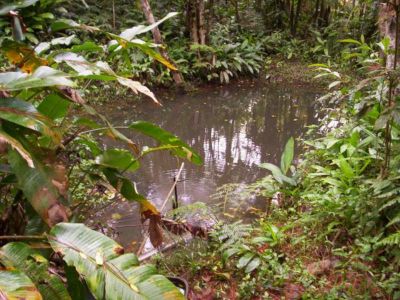 BELA ÁREA COM 2 ALQUEIRES COM NASCENTE E RICHO - COD: 416