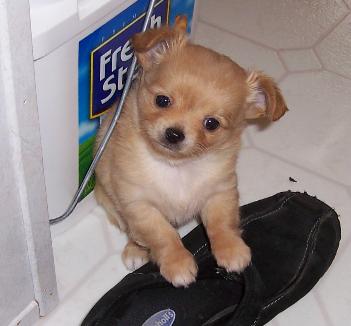 Filhotes Chihuahua [Gin-Alvin] para adoção