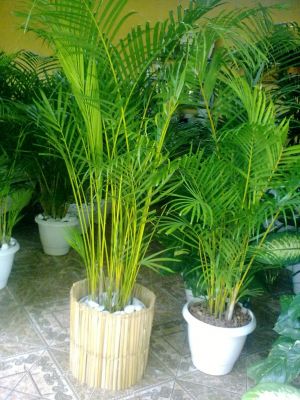PAISAGISMO EM VASOS LOCAÇAO ALUGUEL PLANTAS ORNAMENTAIS