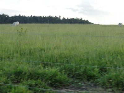 900 HECTARES NO SUL DA BAHIA BOA PARA CAFÉ CACAU SERINGA E GADO.