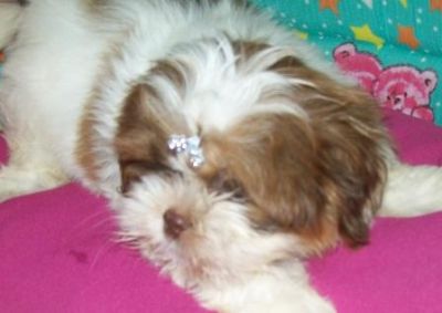 Venda, filhote, raça, shih tzu, Porto Alegre,