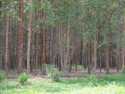 FAZENDA NO TOCANTINS. GRANDE FAZENDA NO TOCANTINS. 150 MIL HECTARES.