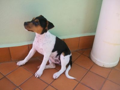 Maravilhosa filhota Terrier Brasileiro (Fox Paulistinha) disponível! (Canil Copaíba)