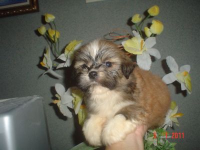 VENDO LINDOS FILHOTES DE VARIAS RAÇAS E PREÇOS 4361-8917 OU 7694-5581