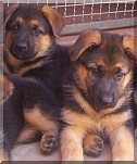 Filhotes de Pastor Alemão capa-preta