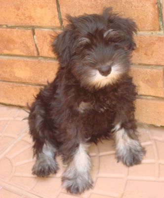 schnauzer miniatura
