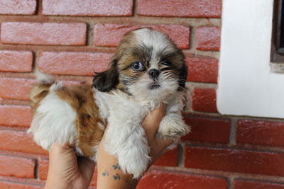 Canil puppy- vd filhotes shih tzu-SP