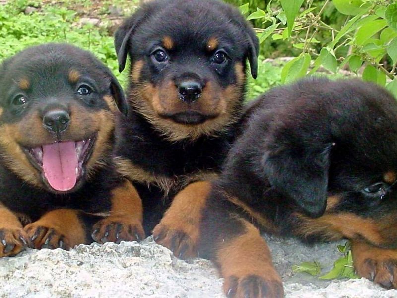 Nossos Rottweilers são alemães.