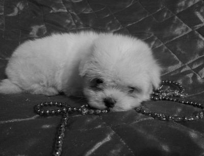 Linda Fêmea de Maltês