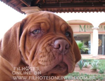 Dogue de Bordeaux - a venda - Canil Filhotes On Line