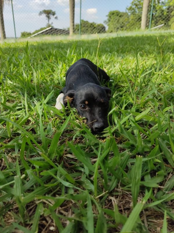 Fox Paulistinha criado por médica veterinária em promoção.